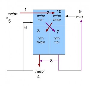 Fetal heart schematic
