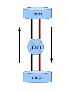 circulation adult simple webready