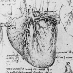leonardo heart web