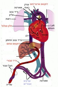 סירקולציה עוברית