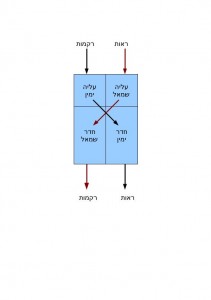 adult heart schematic cor