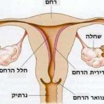 רחם וחצוצרות לרשת